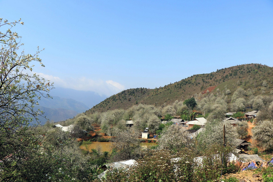 Những mái nhà của người dân ở bản Nậm Nghiệp nằm thấp thoáng dưới những cây sơn tra. (Ảnh: Hữu Quyết/TTXVN)