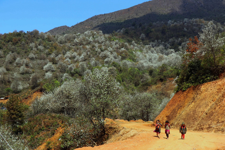 Bản Nậm Nghiệp hiện có 1.600ha cây sơn tra, vào mùa thu hoạch bà con thu về trên 3.000 tấn quả tươi. (Ảnh: Hữu Quyết/TTXVN)