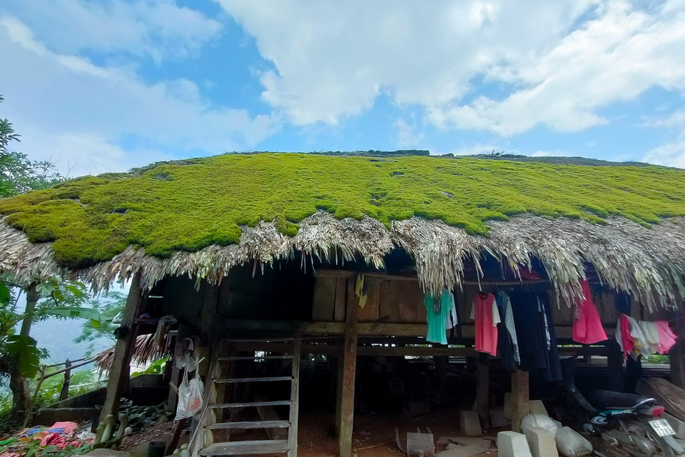  Những mái nhà lá cọ được rêu phủ xanh mướt. (Ảnh: Nam Thái/TTXVN)