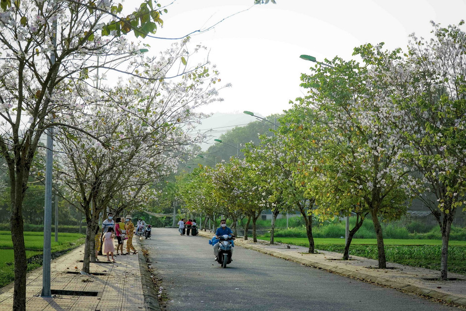Những con đường rợp sắc trắng hoa ban. (Ảnh: Xuân Tư/TTXVN)