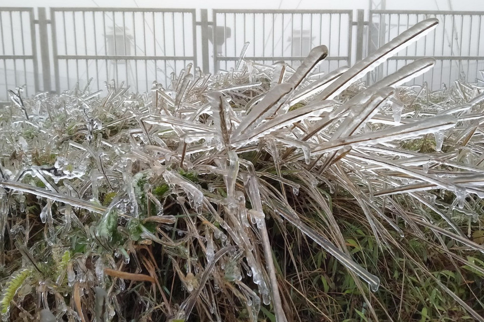 Một du khách cho biết chưa thấy tuyết xuất hiện nhưng thấy được băng trên các cành cây ngọn cỏ, nhà cửa là chị đã rất vui rồi. (Ảnh: Anh Tuấn/TTXVN)