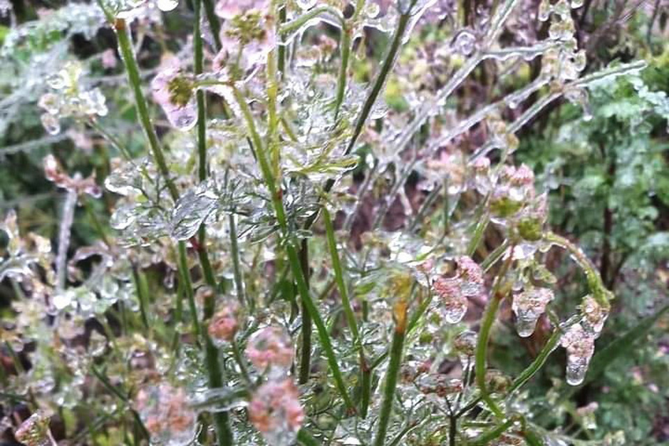 Băng giá phủ kín trên diện rộng ở Cao nguyên đá Đồng Văn. (Ảnh: TTXVN phát)