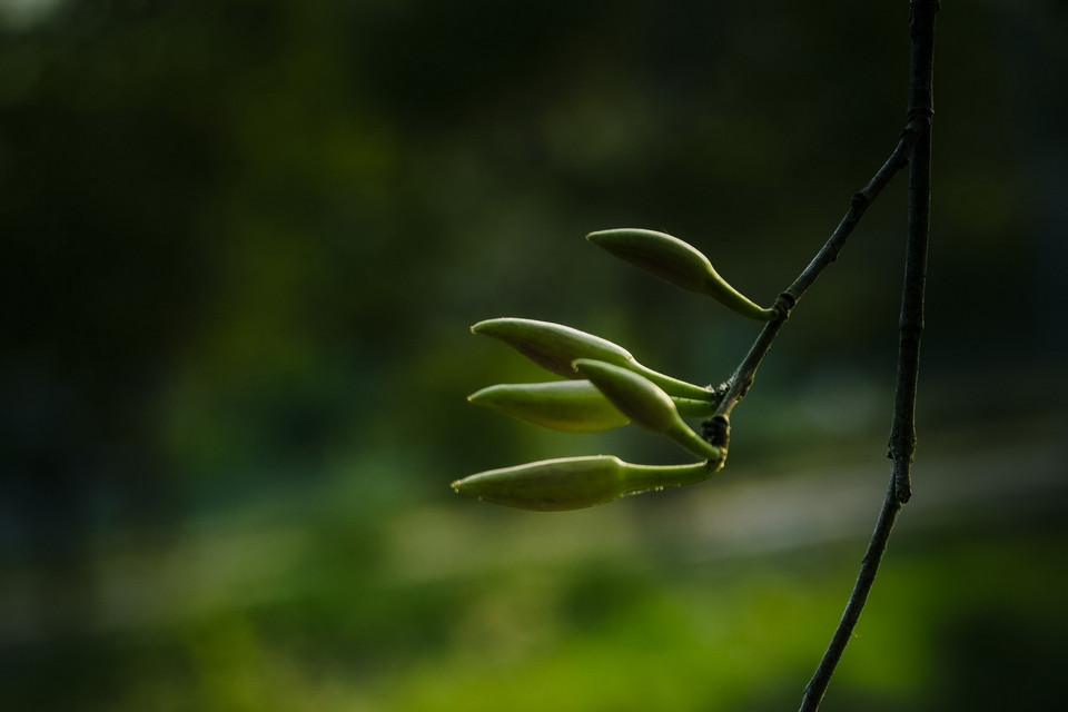 Vẻ đẹp tinh khôi của hoa ban. (Ảnh: Xuân Tư/TTXVN)