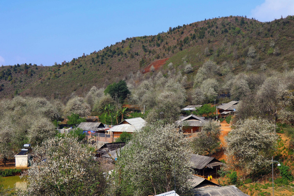  Hoa sơn tra nở trắng bản vùng cao Nậm Nghiệp, xã Ngọc Chiến, huyện Mường La, tỉnh Sơn La. (Ảnh: Hữu Quyết/TTXVN)