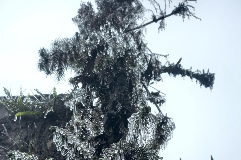 Nhiệt độ giảm mạnh xuống dưới 0 độ C, có mưa nhỏ và gió nên đã xuất hiện băng giá đông. (Ảnh: Anh Tuấn/TTXVN)