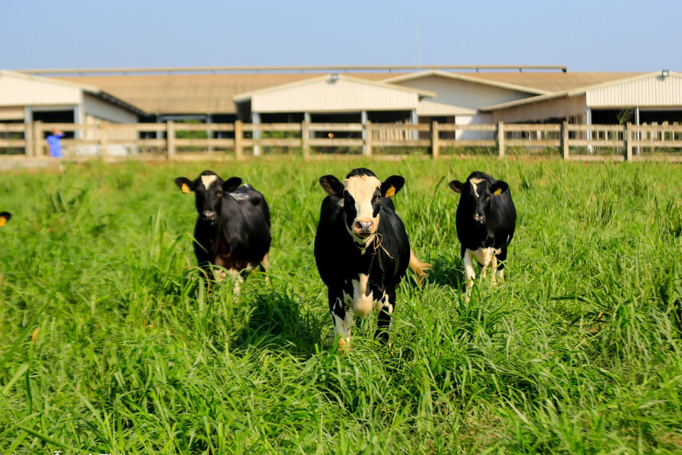 Năm 2016, TH là đơn vị duy nhất được trao Cúp vàng “Trang trại chăn nuôi bò sữa hữu cơ vì sức khỏe cộng đồng” tại Lễ tôn vinh các doanh nghiệp hữu cơ tiêu biểu Việt Nam lần thứ nhất do Hiệp hội Nông nghiệp Hữu cơ Việt Nam tổ chức. (Ảnh: PV/Vietnam+)