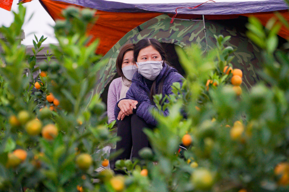Mặc dù giá bán đào, quất ở thời điểm hiện tại đã giảm khá nhiều so với những năm trước, song lượng người mua vẫn không đáng kể. (Ảnh: Minh Hiếu/Vietnam+)