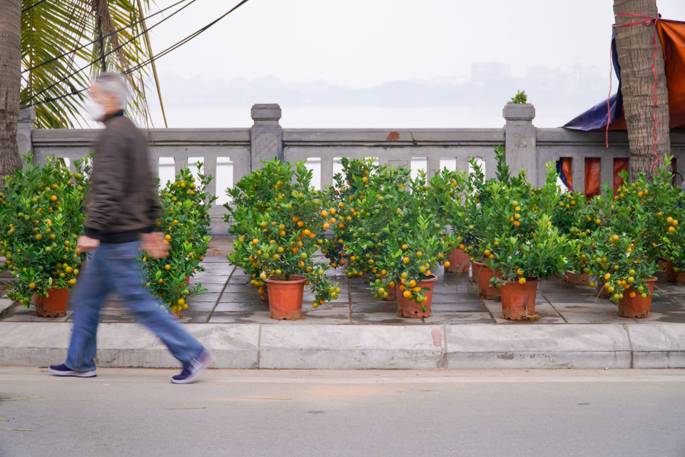 Đào quất bày bán đầy đường nhưng vẫn bị khách hàng ‘lơ đẹp.’ (Ảnh: Minh Hiếu/Vietnam+)