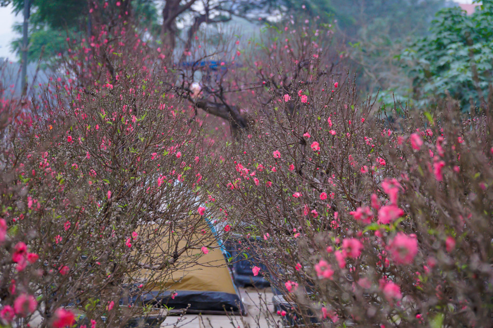 Thời tiết thời điểm hiện tại đang ấm dần nên hoa đào bắt đầu rục rịch nở rộ khiến nhiều tiểu thương lo ‘sốt vó.’ (Ảnh: Minh Hiếu/Vietnam+)