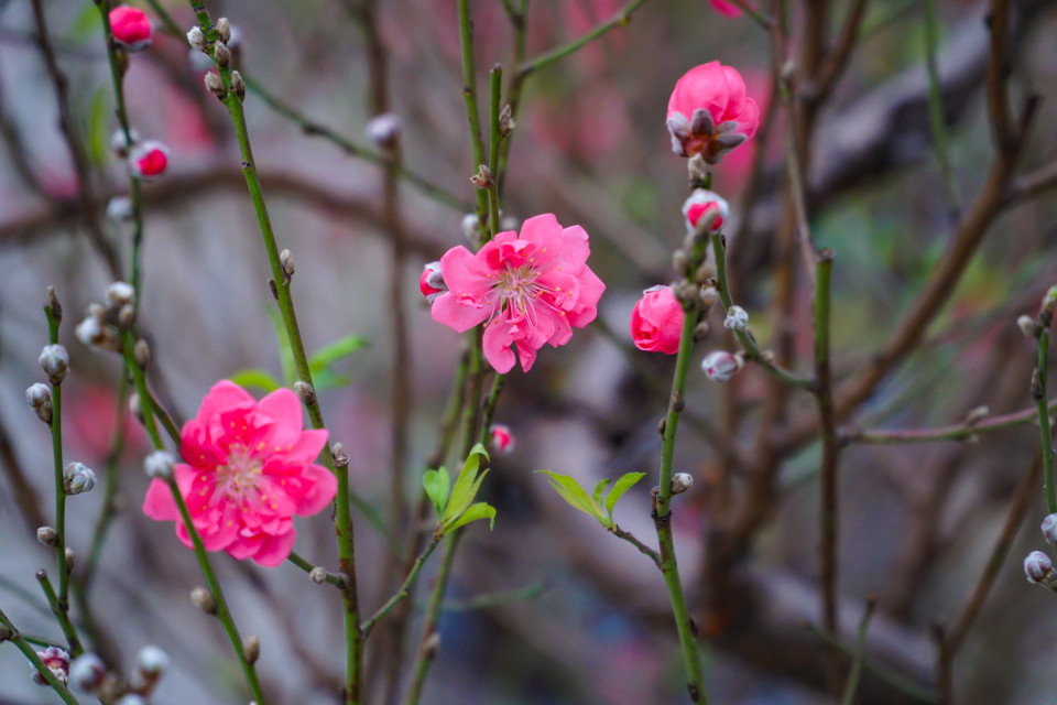 Hoa đào là một trong những loài hoa đặc trưng của dịp Tết cổ truyền tại Việt Nam. (Ảnh: Minh Hiếu/Vietnam+)