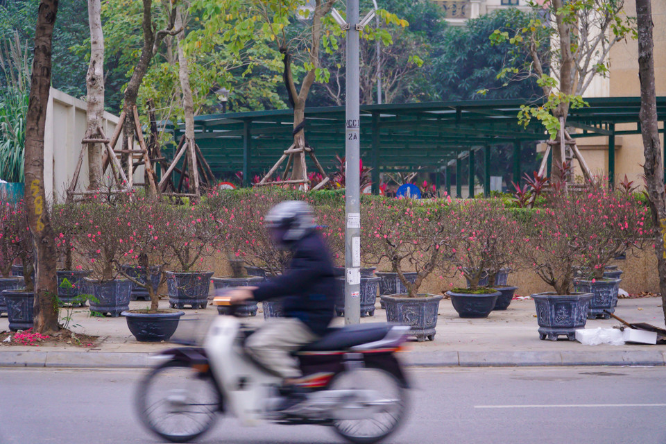 Chỉ còn hơn 2 tuần nữa là đến Tết Nguyên đán Nhâm Dần 2022. Không khó để bắt gặp cảnh những cành đào, chậu quất đang ngập tràn trên các con phố tại Thủ đô. (Ảnh: Minh Hiếu/Vietnam+)