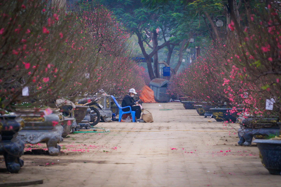 Tranh thủ không có khách, chị Hương (tiểu thương trên quận Tây Hồ, Hà Nội) chia sẻ: ‘Những ngày này năm nào cũng ế nhưng năm nay là vắng khách nhất. Chẳng riêng gì cửa hàng mình đâu, các cửa hàng các chợ hoa khác cũng cùng cảnh ngộ.’ (Ảnh: Minh Hiếu/Vietnam+)