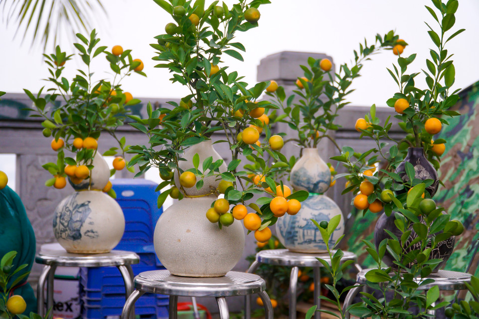 Qua khảo sát, cây quất cảnh nhỏ dao động từ 200.000-300.000 đồng/cây, cây quất trung bình, có tán lá rộng dao động từ 700.000-800.000 đồng/cây. Các cây quất lớn, dáng đẹp, nhiều chồi, lộc… có giá cao hơn, từ 1,2 triệu đồng đến 4 triệu đồng/cây. Thị trường quất năm nay cũng chứng kiến nhiều cây quất với hình thụ độc, lạ nhưng vẫn kén người mua. (Ảnh: Minh Hiếu/Vietnam+)