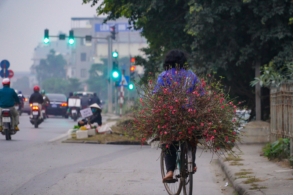 Những gánh hoa đào rong ruổi trên các tuyến phố... (Ảnh: Minh Hiếu/Vietnam+)