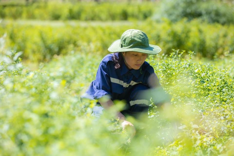 Tập đoàn TH đã canh tác nhiều loại thảo dược đạt các tiêu chuẩn hữu cơ châu Âu, Mỹ và Việt Nam. Các trang trại dược liệu TH tại Nghĩa Đàn, Yên Thành hay Mường Lống, Na Ngoi (Nghệ An) với các thảo dược hữu cơ như gấc, lạc tiên, rau má… cùng nhiều thảo dược quý khác là nguồn nguyên liệu an toàn cho các sản phẩm trà, đồ uống, dược phẩm TH. (Ảnh: PV/Vietnam+) 