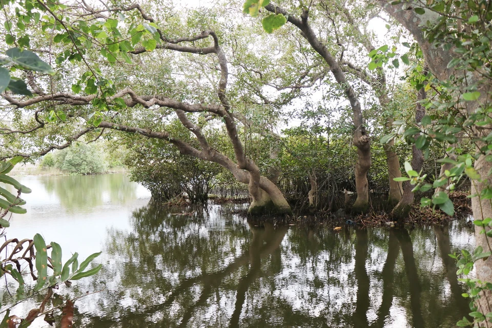 Cụm cây Mắm quý giá còn sót lại ở khu vực đồng nuôi tôm thôn Mỹ Lại, xã Tịnh Khê, thành phố Quảng Ngãi. (Ảnh: Phạm Cường/TTXVN)