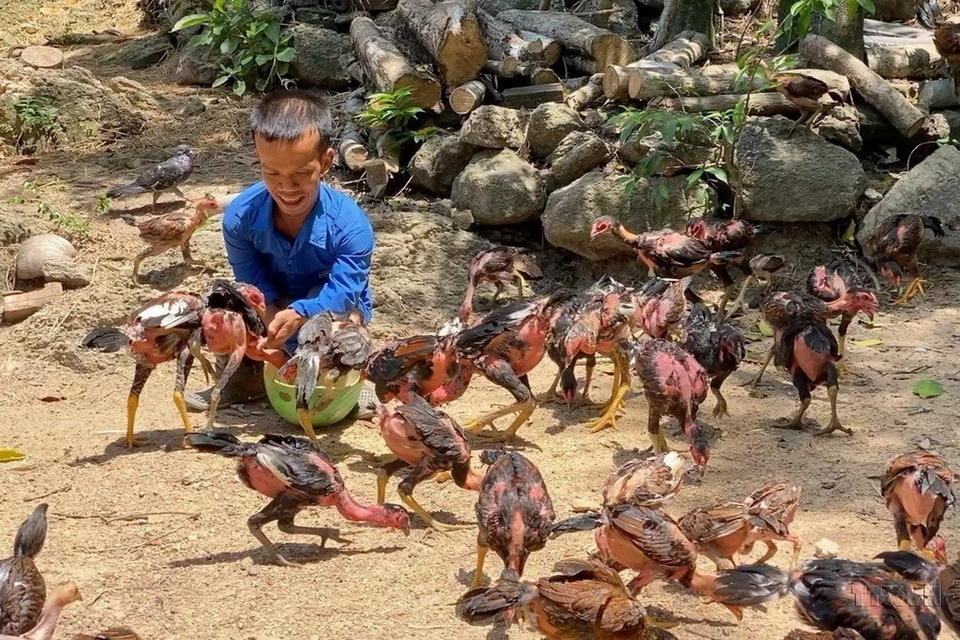 Anh Phan Quang Thái ở thôn Diên Niên, xã Tịnh Sơn, huyện Sơn Tịnh (Quảng Ngãi) bị nhiễm chất độc da cam từ cha nên mang trong mình căn bệnh đùn cột sống, khớp xương, chỉ cao 1m2, nặng 35kg. Học xong lớp 12, anh lập nghiệp bằng cách chăn nuôi gà, bò, trâu, mang lại thu nhập cho bản thân và gia đình. (Ảnh: TTXVN)