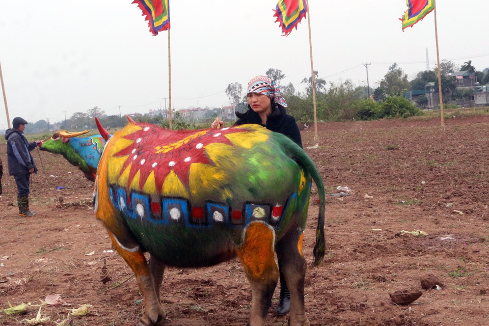 Họa sỹ thể hiện ý tưởng trên mình trâu. (Ảnh: Nguyễn Chinh/TTXVN)