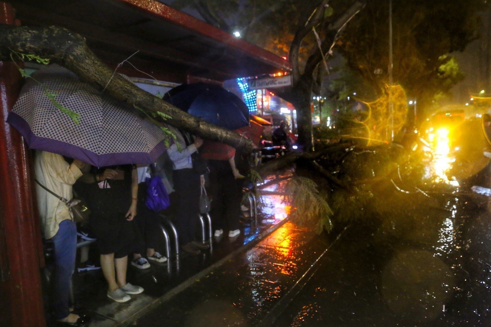 Cây đổ ngay trạm xe buýt trên phố Thái Hà, quận Đống Đa, gây nguy hiểm cho người đi đường. (Ảnh: Tuấn Đức/TTXVN)