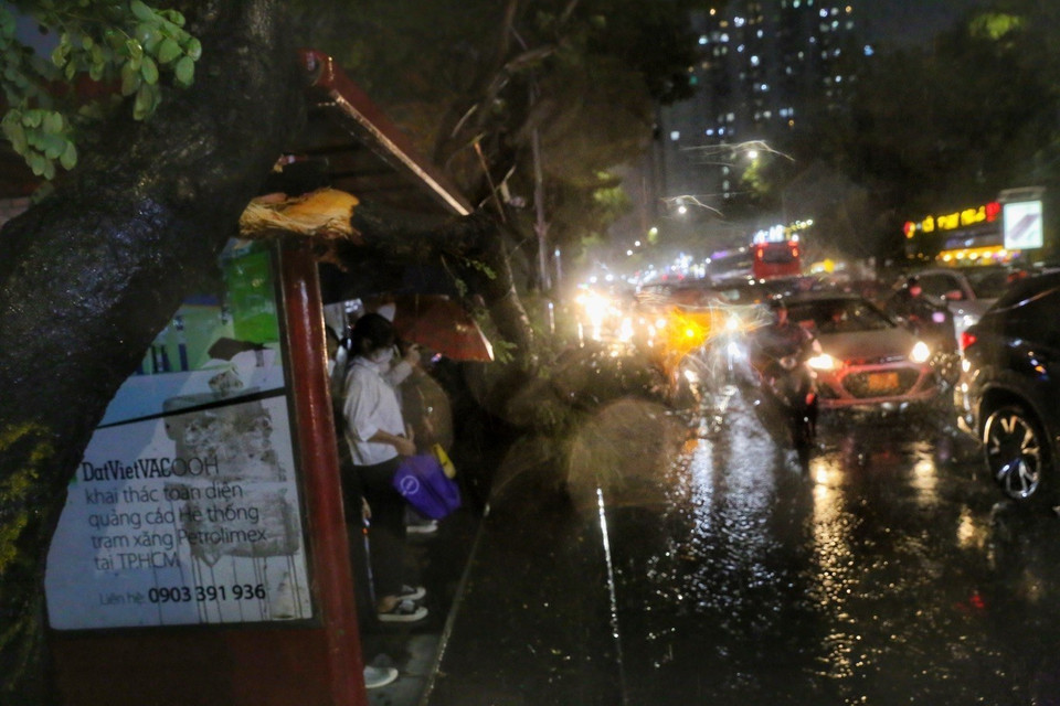 Cây đổ ngay trạm xe buýt trên phố Thái Hà, quận Đống Đa, gây nguy hiểm cho người đi đường. (Ảnh: Tuấn Đức/TTXVN)