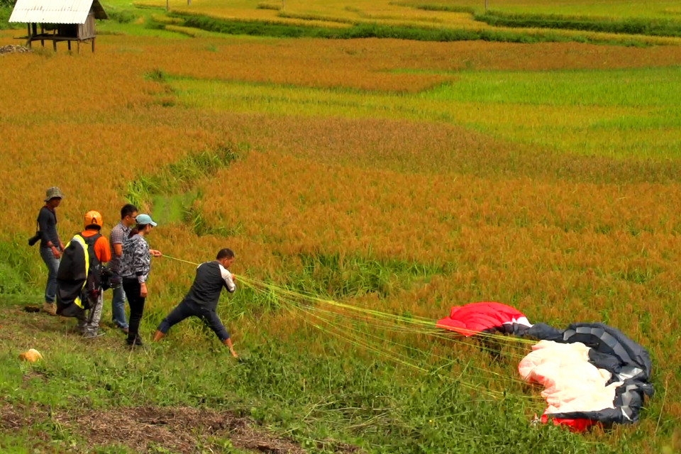 Cánh đồng lúa vàng óng trĩu bông đỡ bước chân phi công về bãi đáp. (Ảnh: Hoàng Hiệp/Vietnam+)