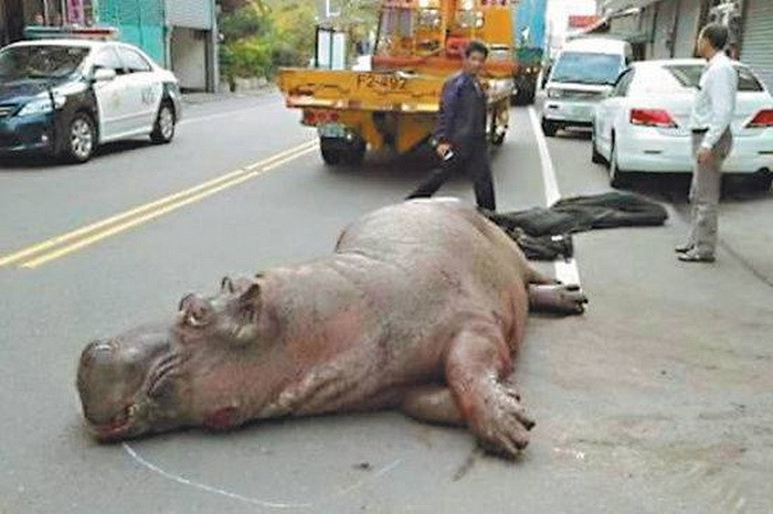 Con hà mã bị gẫy răng và có dịch chảy ra từ mắt. (Nguồn: CCTV)