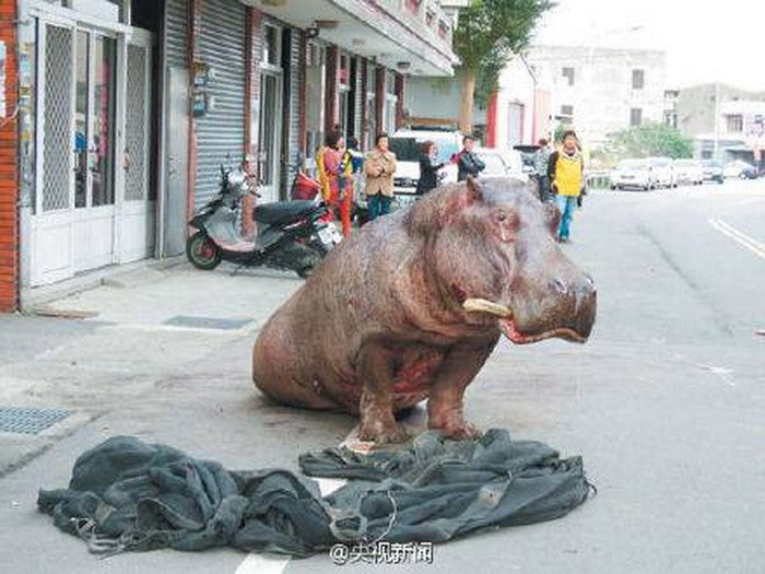 Cảnh sát đã nhờ các bác sỹ thú y gây mê cho nó. (Nguồn: CCTV)