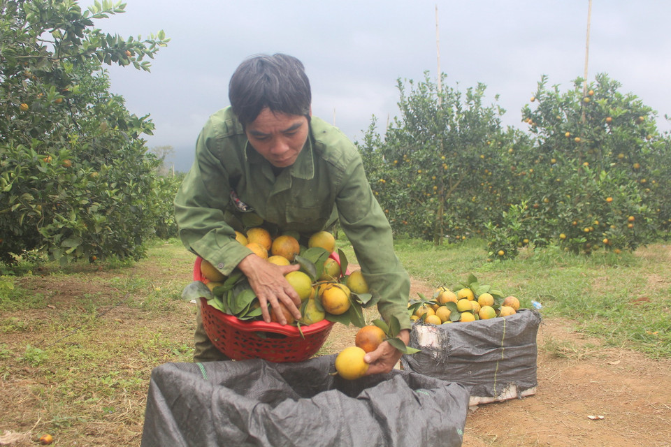 Hiệu quả kinh tế từ trồng cam cao gấp 2-3 lần so với trồng các loại cây khác trước kia như keo, sắn, dứa… (Ảnh: Khiếu Tư/TTXVN)
