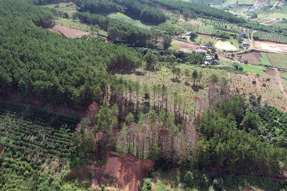 Toàn cảnh khu vực rừng thông bị phá trắng. (Ảnh: Chu Quốc Hùng/TTXVN)