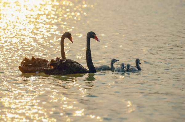 Theo chủ đầu tư, vào cuối tháng 5 vừa qua, hai đàn chim thiên nga non đã được ấp nở thành công. Hiện tại, Ecopark là khu đô thị đầu tiên tại Việt Nam ấp nở thành công chim thiên nga. 