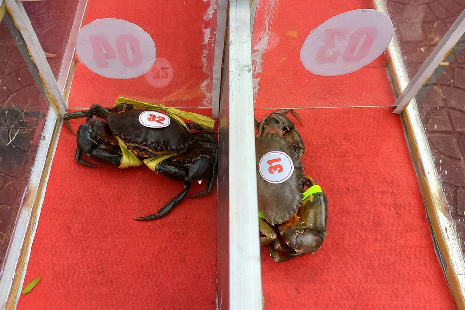 Đối với trò chơi đua cua tốc độ, thời gian thi đấu mỗi trận khoảng 2 phút, 'cua thủ' nào về đích trước sẽ giành chiến thắng và tham gia tranh tài ở vòng chung kết. (Ảnh: Huỳnh Anh/TTXVN)