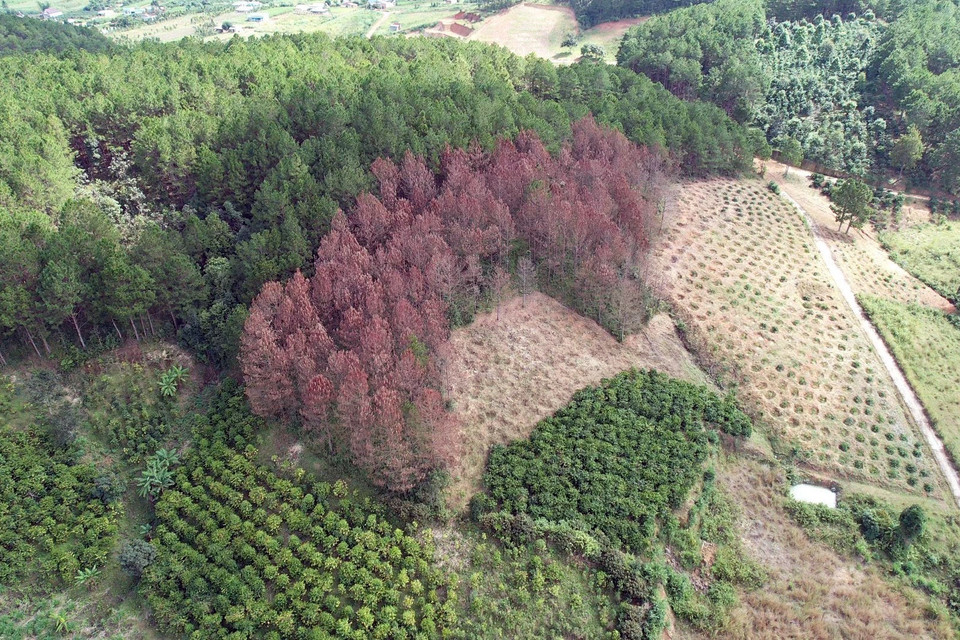 Khu vực bên cạnh, một khoảnh rừng thông bị đầu độc. (Ảnh: Chu Quốc Hùng/TTXVN)