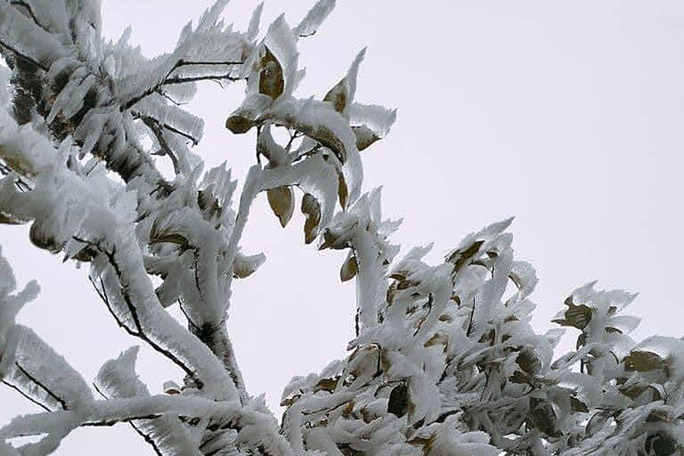 Đây là đợt sương muối thứ hai xuất hiện tại đỉnh Fansipan, tính từ đầu tháng 11/2022 đến nay. (Ảnh: Quốc Khánh/TTXVN)