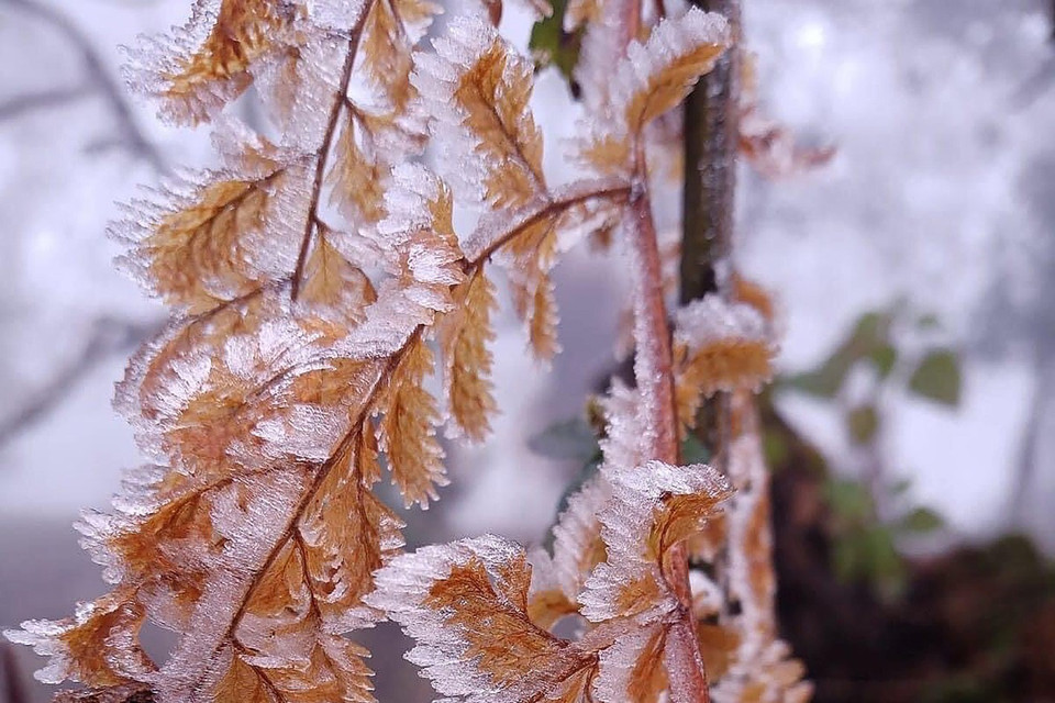 Băng giá, sương muối phủ trắng cây cỏ đường đi, cây rừng thuộc Vườn quốc gia Hoàng Liên. (Ảnh: Quốc Khánh/TTXVN)