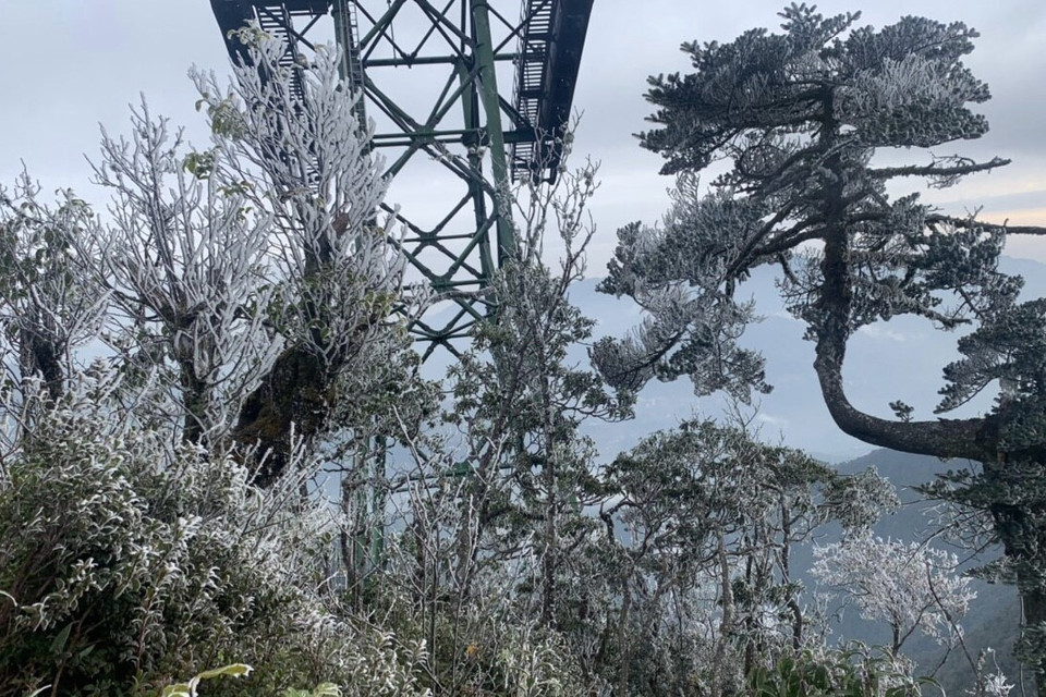 Băng giá, sương muối phủ trắng cây cỏ đường đi, cây rừng thuộc Vườn quốc gia Hoàng Liên khu vực cáp treo đường lên đỉnh Fansipan. (Ảnh: Quốc Khánh/TTXVN)