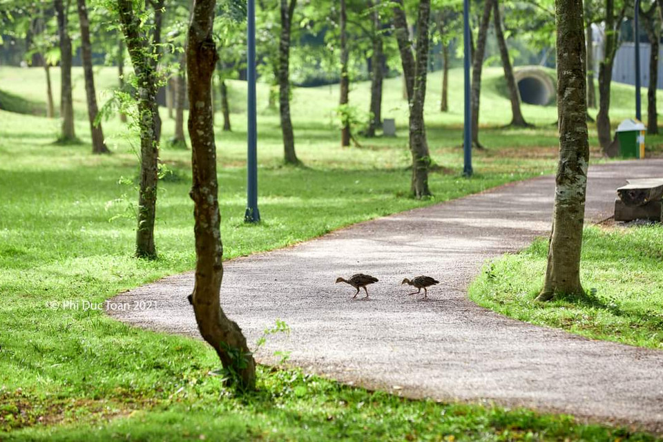 Ngoài chim trời, thiên nga, vịt trời tự do đi bộ trong khu đô thị, cư dân Ecopark còn thường xuyên thấy những đàn chim cuốc đi dạo trong khu đô thị vào buổi sáng hoặc lúc chạng vạng. Các đàn cuốc cũng sinh trưởng nhiều lứa trong khu đô thị. Cư dân đi dạo bộ trong khu đô thị cũng dễ bắt gặp những đàn thỏ nhởn nhơ gặm cỏ hay những đàn sóc chuyền cành tìm quả chín. 