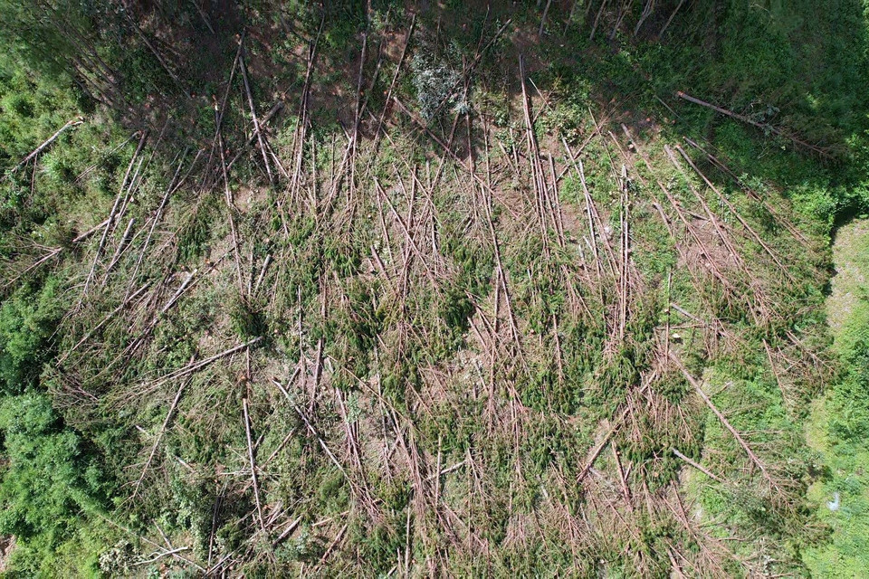 Cây bị đốn hạ nằm la liệt. (Ảnh: Chu Quốc Hùng/TTXVN)