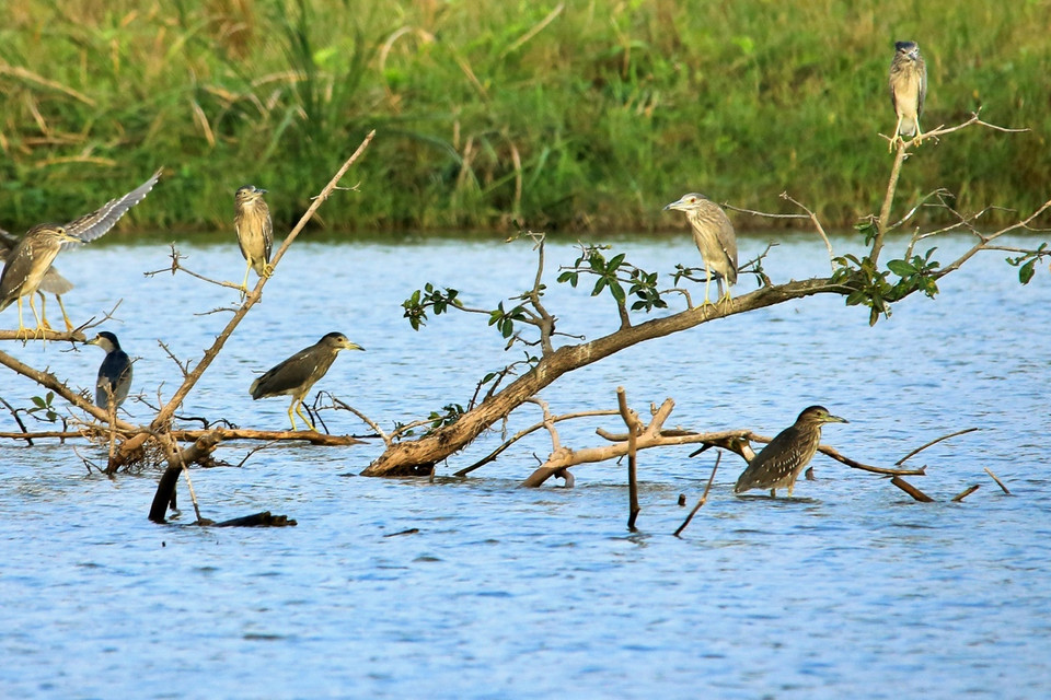 Vườn chim nằm trong hồ Thiên Nga rộng 50ha - một trong những hồ nước lớn nhất tại Hà Nội và lân cận, rộng gấp gần 5 lần hồ Gươm và 6 lần hồ Trúc Bạch. Tại đây, hơn 20 chú chim thiên nga đen và trắng được ban quản lý khu đô thị chăm sóc và thuần chủng. 