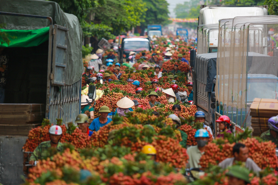 Với sản lượng ước đạt trên 130.000 tấn, mùa vải năm nay tại Bắc Giang giảm hơn so với cùng kỳ năm ngoái. (Ảnh: Minh Sơn/Vietnam+)