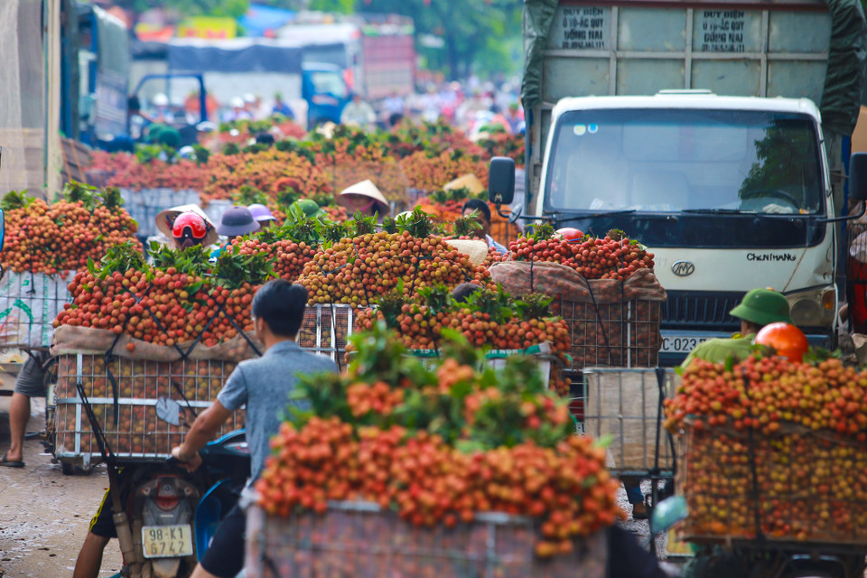 Tình trạng ùn tắc kéo dài diễn ra tại nhiều điểm tập trung thu mua của huyện Lục Ngạn như thị trấn Chũ, ngã ba Kép... (Ảnh: Minh Sơn/Vietnam+)