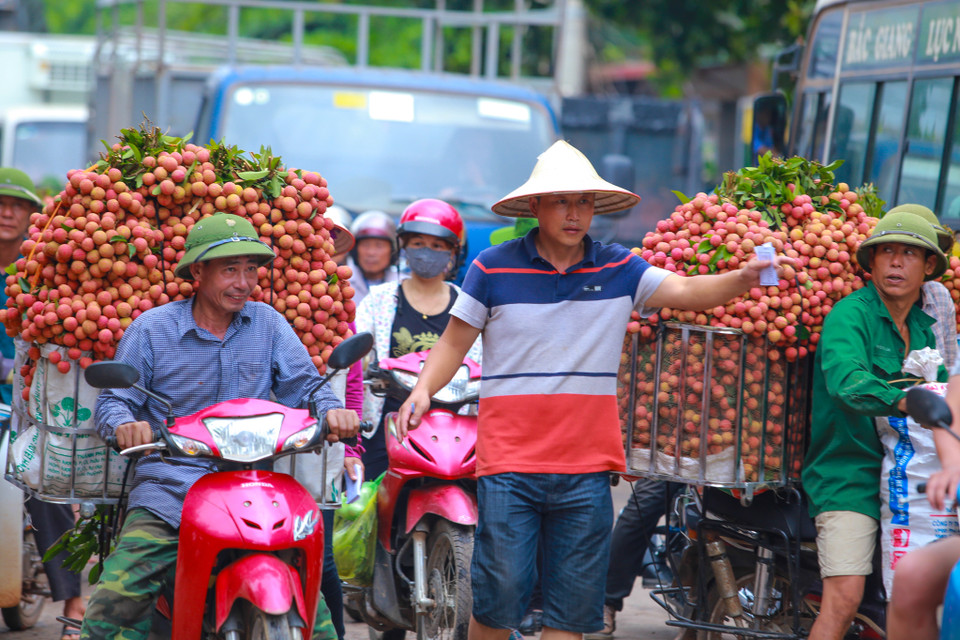 Có trường hợp, lợi dụng tình trạng ùn tắc, nhiều thương nhân đã ép giá vải xuống mức thấp nhất. Thậm chí có ngày chỉ còn 7-8.000 đồng/kg. (Ảnh: Minh Sơn/Vietnam+)