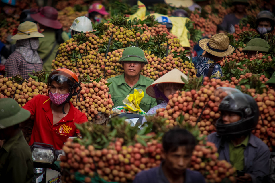 Cô Nguyễn Thị Tình, một nông dân trồng vải cho biết, thương lái có nhiều ‘chiêu trò’ để ép giá vải xuống, một trong số đó chính là điều những xe trọng tải lớn để gây tắc đường, ép giá thu mua. (Ảnh: Minh Sơn/Vietnam+)