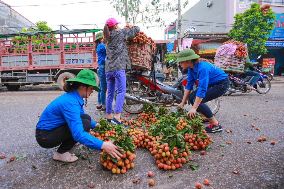 Các bạn sinh viên tình nguyện hỗ trợ sắp xếp lại vải cho người nông dân. (Ảnh: Minh Sơn/Vietnam+)