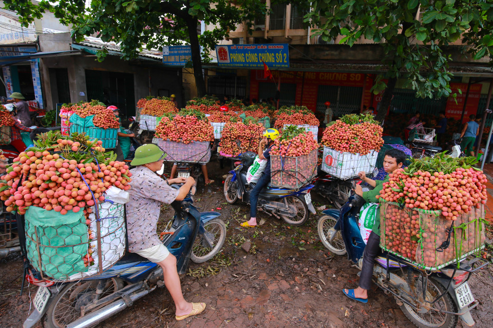 Nguyên nhân ùn ứ do nhiều đại lý tổ chức thu mua vải tập thể, các xe chở vải liên tục vào ra dẫn đến ách tắc vào chiều ngày 20/6. (Ảnh: Minh Sơn/Vietnam+)