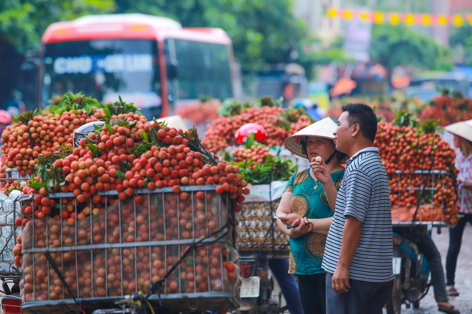 Thương nhân Trung Quốc đến mùa vải đã trực tiếp có mặt ở đây để thu mua. (Ảnh: Minh Sơn/Vietnam+)