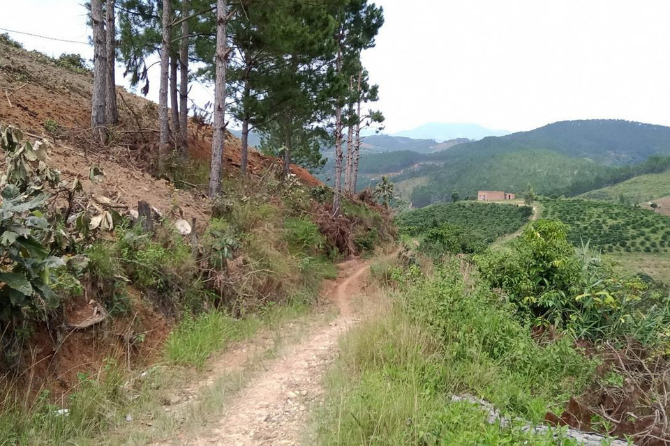 Hiện trường vụ phá rừng thông 20 năm tuổi tại xã Nam Hà, huyện Lâm Hà, tỉnh Lâm Đồng. (Ảnh: Đặng Tuấn/TTXVN)