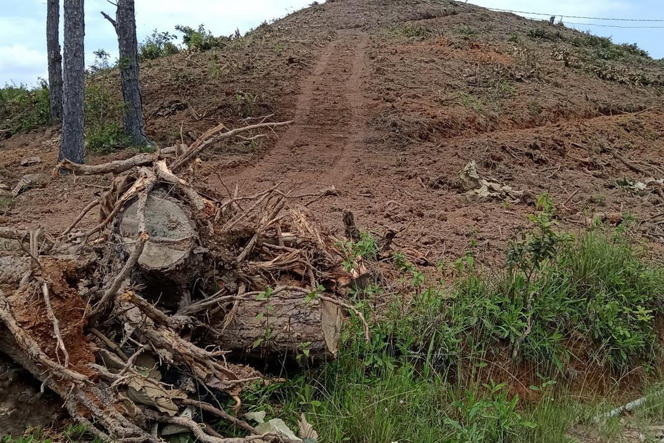 Hiện trường vụ phá rừng thông 20 năm tuổi tại xã Nam Hà, huyện Lâm Hà, tỉnh Lâm Đồng. (Ảnh: Đặng Tuấn/TTXVN)