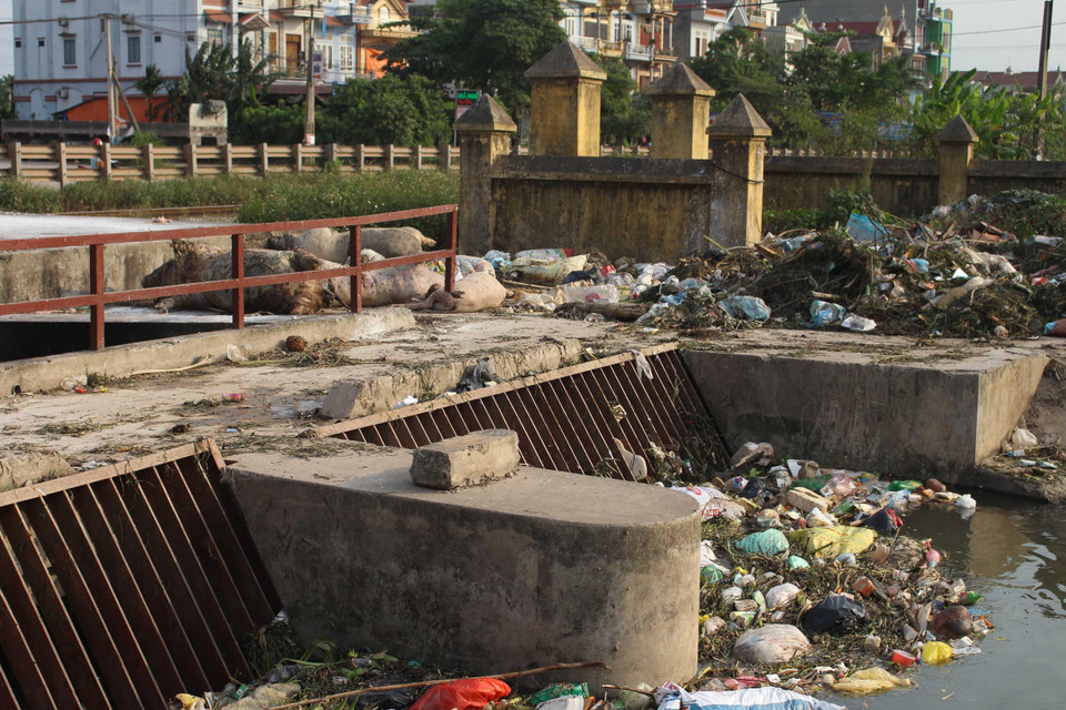 Xác lợn mắc bệnh dịch tả lợn châu Phi vứt bừa bãi tại khu vực cửa cống Hòa Vang, xã Tân Dĩnh, huyện Lạng Giang, tỉnh Bắc Giang nhiều ngày, gây ô nhiễm môi trường (24/5/2019). (Ảnh: Tùng Lâm/TTXVN)