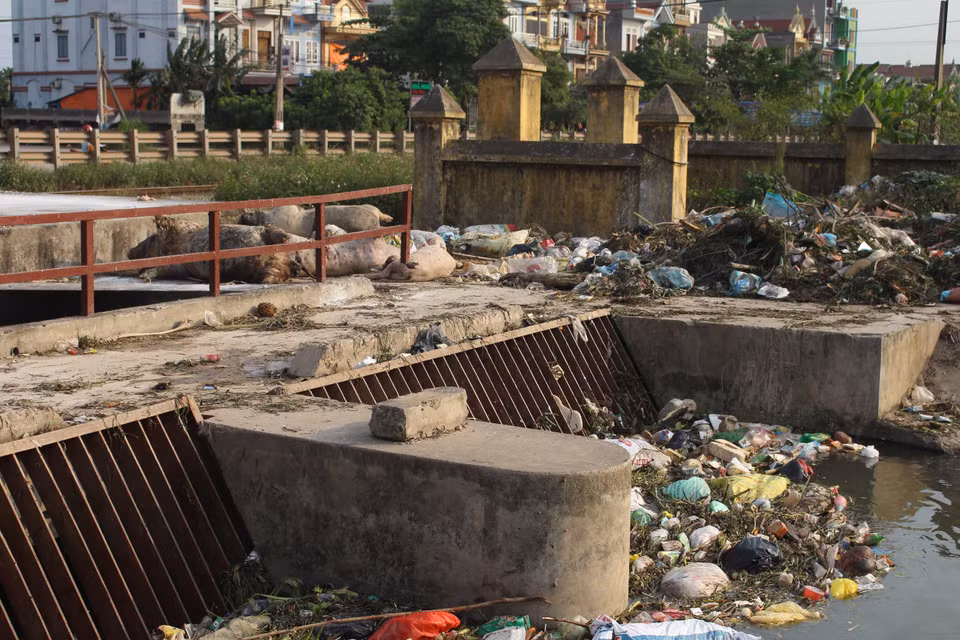 Xác lợn mắc bệnh dịch tả lợn châu Phi vứt bừa bãi tại khu vực cửa cống Hòa Vang, xã Tân Dĩnh, huyện Lạng Giang, tỉnh Bắc Giang nhiều ngày, gây ô nhiễm môi trường (24/5/2019). (Ảnh: Tùng Lâm/TTXVN)