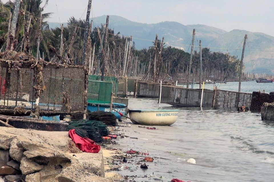  Vùng nuôi tôm hùm ở Vịnh Xuân Đài (thị xã Sông Cầu, tỉnh Phú Yên) từng xảy ra tình trạng tôm hùm chết hàng loạt, thậm chí có ngày lượng tôm hùm chết lên đến 2 tấn, bởi tình trạng vùng nuôi bị ô nhiễm cùng diễn biến bất lợi của thời tiết. (Ảnh: Xuân Triệu/TTXVN)